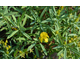 Hypericum kalmianum Cobalt-n-Gold ® First Editions