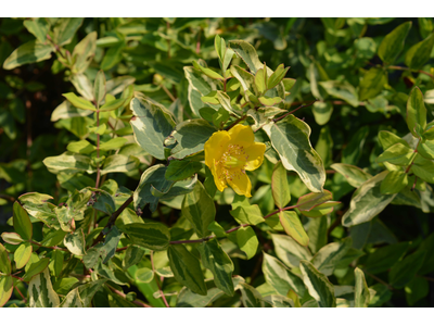 Hypericum moserianum