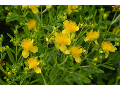 Hypericum kalmianum