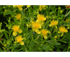 Hypericum kalmianum Sunny Boulevard ®