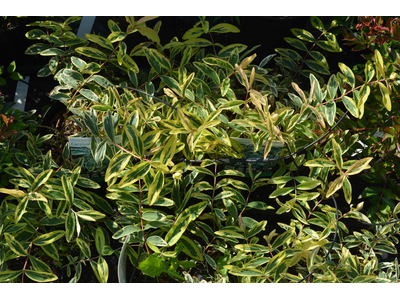 Hypericum calycinum