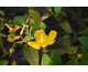 Hypericum dummeri