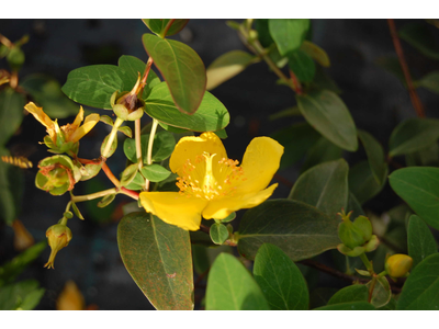 Hypericum dummeri