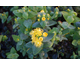 Hypericum inodorum Autumn Blaze