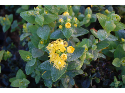 Hypericum inodorum