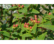 Hypericum inodorum Magical ® Red Flame