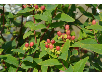 Hypericum inodorum