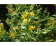 Hypericum kalmianum