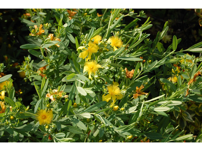 Hypericum kalmianum