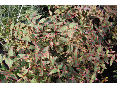 Hypericum moserianum