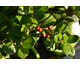 Ilex rotundifolia Red Dot