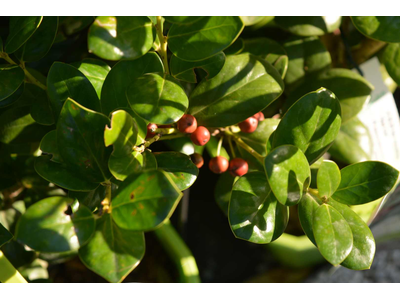 Ilex rotundifolia