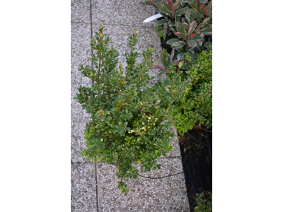 Ilex crenata