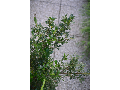 Ilex crenata