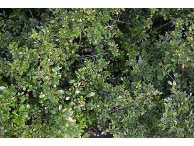 Ilex crenata