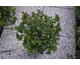 Ilex meservae Little Sensation