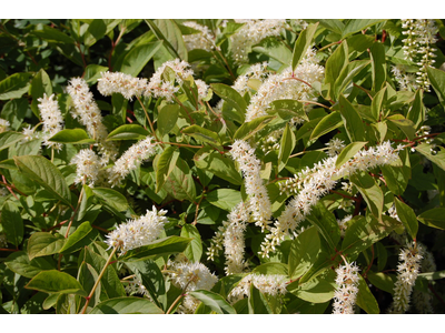 Itea virginica
