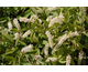 Itea virginica Little Henry