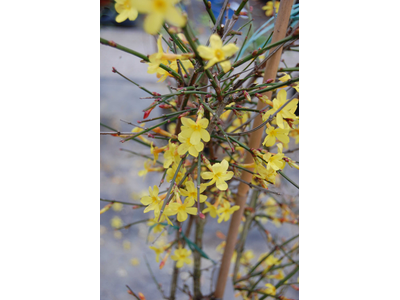 Jasminum nudiflorum