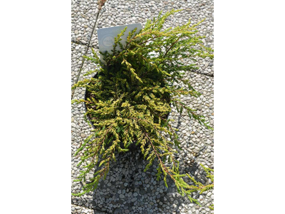 Juniperus chinensis