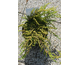 Juniperus chinensis