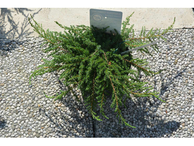 Juniperus communis