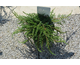 Juniperus communis Green Carpet