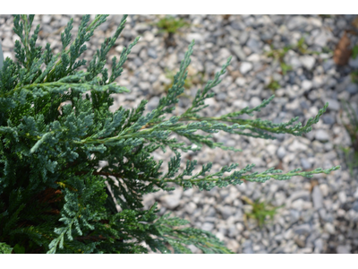 Juniperus horizontalis