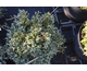 Juniperus horizontalis Icee Blue ®