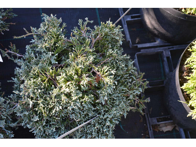 Juniperus horizontalis