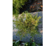Juniperus horizontalis Limeglow