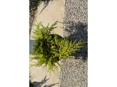 Juniperus pfitzeriana