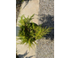 Juniperus pfitzeriana King of Spring