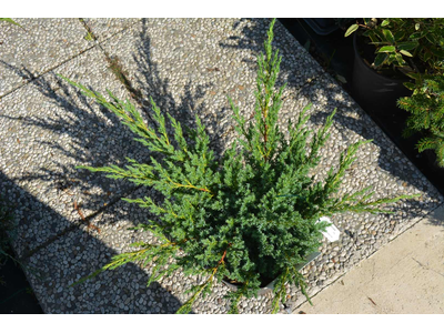 Juniperus squamata