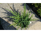 Juniperus squamata Blue Swede