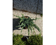 Juniperus squamata Meyeri