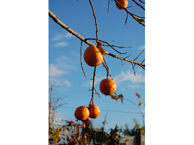 KAKO (Diospyros kaki)