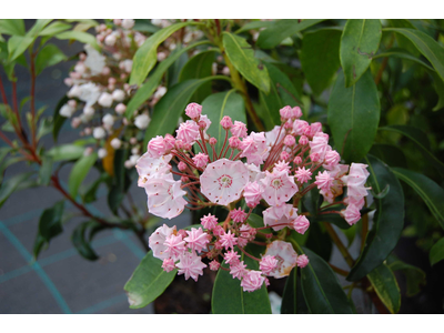 Kalmia latifolia