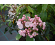 Kalmia latifolia None