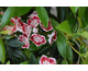 Kalmia latifolia Carousel