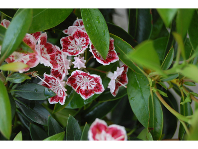 Kalmia latifolia