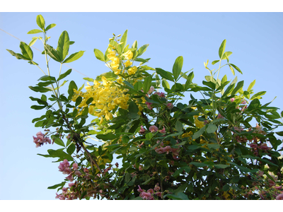 Laburnocytisus adamii