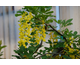Laburnum alpinum Pendulum