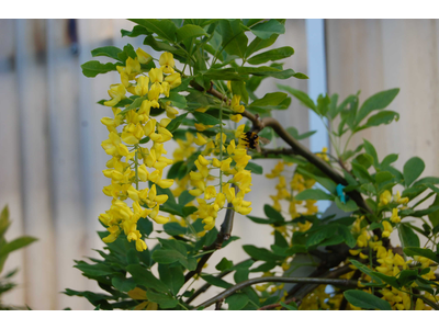 Laburnum alpinum