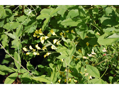 Laburnum anagyroides