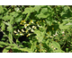 Laburnum anagyroides 