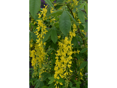 Laburnum watereri