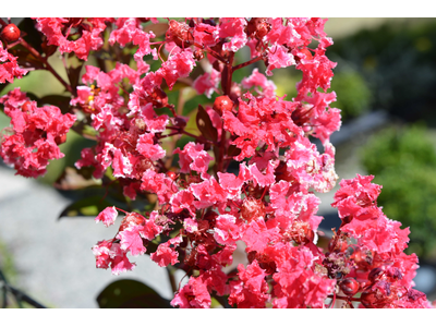 Lagerstroemia indica