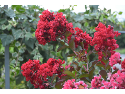 Lagerstroemia indica