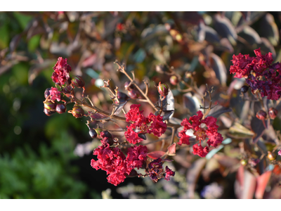 Lagerstroemia indica